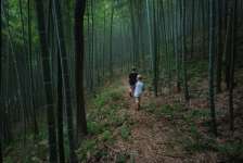 Lukisan Hutan Bambu