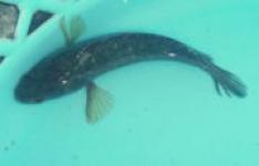 Ikan Betok / Anabas testudineus