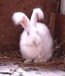 Angora