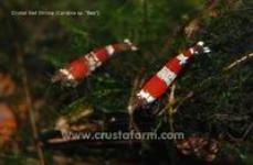 Crystal Red Shrimp (Caridina sp. "Bee")