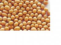 Soy bean Extract (huping@nutra-max.com)