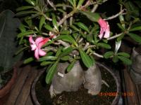 ADENIUM CABANG SERIBU THAI-SOCOTRANUM,  MINI COMPACTA,  ,  ARABICUM SOMALENSIS