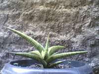 Sansevieria philipsiae 2