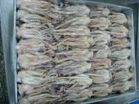 Seafood_ Frozen Squid Tentacle