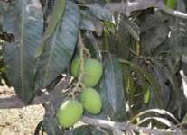 Chausa Mango Plants grafted