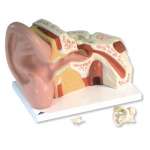 Anatomy Telinga Ear Anatomy