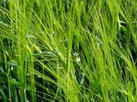 Barley Grass Extract