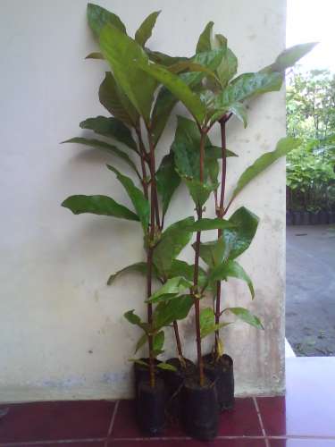 Jual Bibit jabon