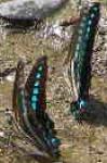 Real butterflies :  Grapium Nilon