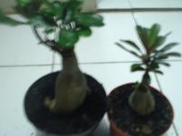 ADENIUM DENGAN BERAGAM BUNGA &amp; UKURAN