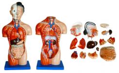 se/q107 42CM Female Torso 15 Parts, education model