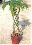 Plant: Pachira macrocarpa (Money tree)