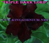 Triple Dark Lord