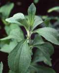 Stevia Leaf Extract