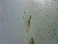 aquatic shrimp_ udang hias air tawar