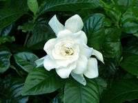 Gardenia Extract