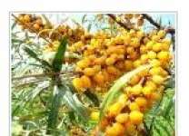 Seabuckthorn oil