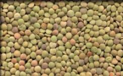 light green lentils