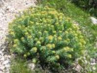 Rhodiola Rosea P.E.