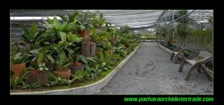 Anthurium Garden