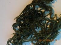 seaweed eucheumma cottonii / eucheumma spinosum