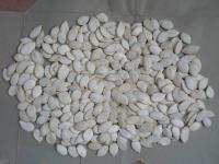 Snow White Pumpkin Seeds from China