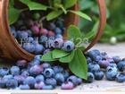 Bilberry Extract