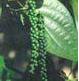 Pupuk Gramafix&Acirc;&reg; Lada [ Fertilizer For Pepper Crops ]