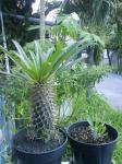 Pachypodium Lamerii calon cristata