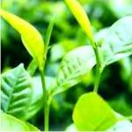 Tea Extract Series Polyphenols Catechins EGCG