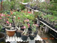 KEBUN ADENIUM