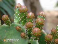 Cactus P.E.