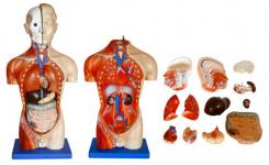 42CM Male Torso 13 Parts, education model