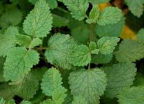 Lemon Balm Extract / Melissa Extract / Rosmarinic Acid