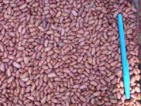 Kacang Merah> > Kidney Beans,  English= Azuki Bean Kacang Merah Vigna angularis ( Willd.) Ohwi & H.Ohashi Familia: Fabaceae Indonesia: Kacang merah. English: Azuki bean> > SMS= 081- 32622- 0589> > SMS= 081- 901- 389- 117 > > Email= BudimanBagus01@ yahoo.co