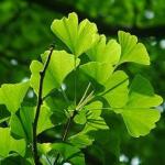 Ginkgo Biloba P.E.