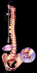 Classic flexible spine