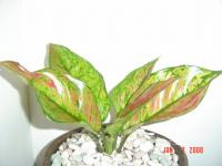 Aglaonema Heng Heng