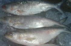Chilled/Fresh Herring (Hilsha) Fish