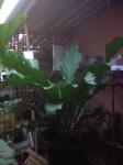 Anthurium KRISTIN Indukan >>>SOLD OUT