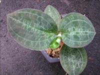 Macodes Petola var Javanica (Jewel Orchid)