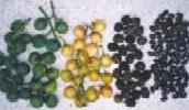Jatropha seeds.
