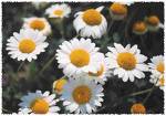 Chamomile Extract