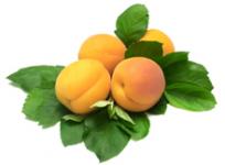 supply fruit puree(peach puree, apricot puree, apple puree)