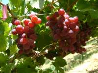 We offer fresh Grapes with high quality