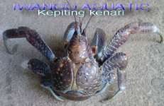 Kepiting Kenari/ terrestrial hermit crab