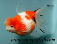chinese goldfish Pealscale