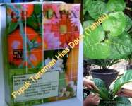 Pupuk ( 60 Pack) GramafixÂ® Tanaman Hias Daun [ Tahidu]