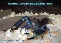Lobster air tawar Irian Jaya (Cherax sp.)