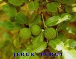 Jeruk Purut ~ CitrusHystrix Dc ~ CAFFIR LIME ~ Indonesian Jeruk Purut ~ Jual Bibit tanaman Jeruk Purut * * SMS= + 6281-32622-0589 * * SMS= + 62858-763-89979 * * SMS= + 6281-901-38 9-117 * * BudimanBagus01@ yahoo.com